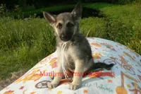 Strawberry's Miss White Pumpkin, a female German Shepherd Dog for sale in Piedmont, MO – 5 of 7