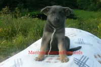Sapphire's Miss Harvest Hayride, a female German Shepherd Dog for sale in Piedmont, MO – 2 of 6