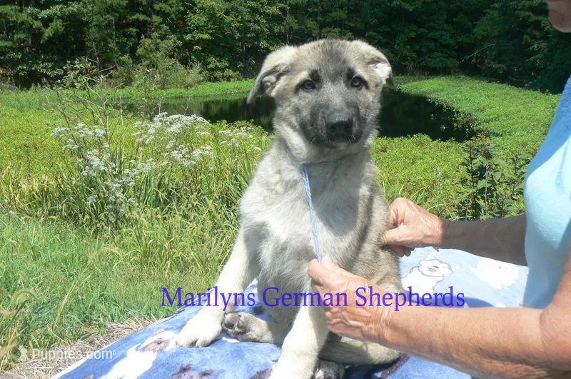 Strawberry's Mr. Sweather Weather – German Shepherd Dog puppy for sale in Piedmont, MO