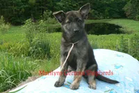 Lakeside Morning's Miss Peach Blossom and Nectar, a female German Shepherd Dog for sale in Piedmont, MO – 5 of 6