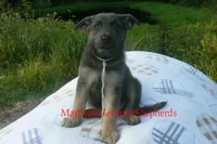 Sapphire's Miss Harvest Hayride, a female German Shepherd Dog for sale in Piedmont, MO – 5 of 6