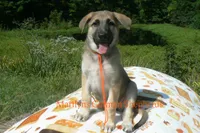 Enchantress's Miss Cinnamon Pumpkin, a female German Shepherd Dog for sale in Piedmont, MO – 2 of 6