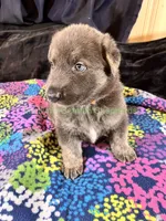 Saffron's Mr. Spiced Orange, a male German Shepherd Dog for sale in Piedmont, MO – 7 of 10