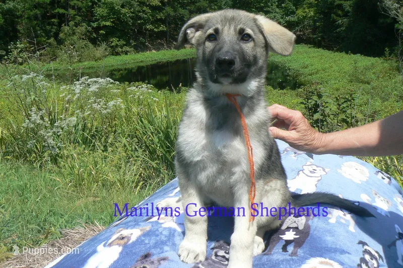 Strawberry's Miss Pumpkin Pecan Waffles – German Shepherd Dog puppy for sale in Piedmont, MO