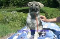 Strawberry's Miss Pumpkin Pecan Waffles, a female German Shepherd Dog for sale in Piedmont, MO – 1 of 6