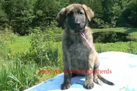 Lakeside Morning's Miss Coastal Cottage, a female German Shepherd Dog for sale in Piedmont, MO – 1 of 6