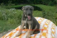 Sapphire's Miss Harvest Hayride, a female German Shepherd Dog for sale in Piedmont, MO – 5 of 6