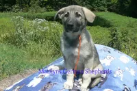 Strawberry's Miss Pumpkin Pecan Waffles, a female German Shepherd Dog for sale in Piedmont, MO – 6 of 6
