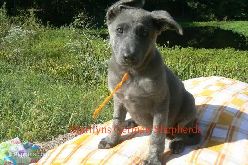 Sapphire's Miss Caramel Pumpkin Swirl – German Shepherd Dog puppy for sale in Piedmont, MO