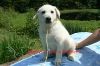 Lakeside Morning's Mr. Summer Boardwalk, a male German Shepherd Dog for sale in Piedmont, MO – 4 of 7