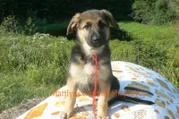 Enchantress's Miss Campfire Nights, a female German Shepherd Dog for sale in Piedmont, MO – 3 of 6