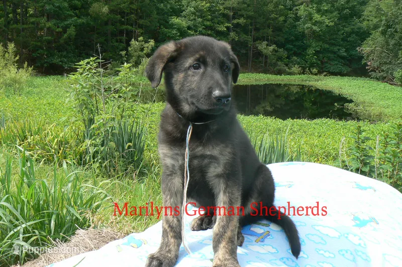 Lakeside Morning's Mr. At The Beach – German Shepherd Dog puppy for sale in Piedmont, MO