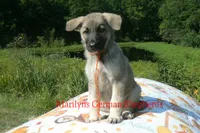 Strawberry's Miss Pumpkin Pecan Waffles, a female German Shepherd Dog for sale in Piedmont, MO – 7 of 7