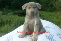 Sapphire's Miss Corn Maze Craze, a female German Shepherd Dog for sale in Piedmont, MO – 2 of 6