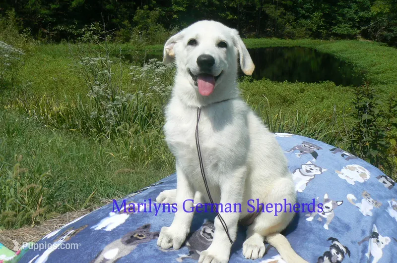Strawberry's Miss Midnight Plum – German Shepherd Dog puppy for sale in Piedmont, MO