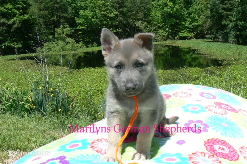 Foxy's Mr. Tangerine Coast – German Shepherd Dog puppy for sale in Piedmont, MO