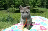 Foxy's Mr. Tangerine Coast, a male German Shepherd Dog for sale in Piedmont, MO – 1 of 6