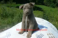 Sapphire's Mr. Midnight Marshmallow, a male German Shepherd Dog for sale in Piedmont, MO – 3 of 6