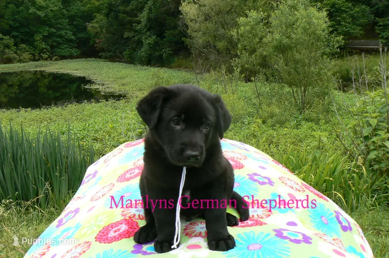 Snickerdoodle's Mr. Fiji White Sands – German Shepherd Dog puppy for sale in Piedmont, MO