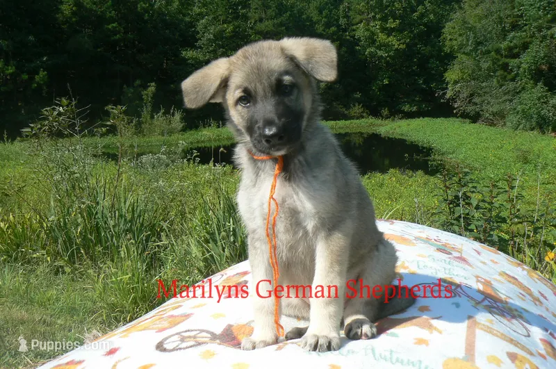 Strawberry's Miss Pumpkin Pecan Waffles – German Shepherd Dog puppy for sale in Piedmont, MO
