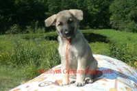 Strawberry's Miss Pumpkin Pecan Waffles, a female German Shepherd Dog for sale in Piedmont, MO – 1 of 7
