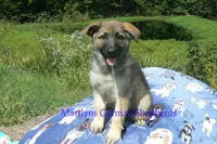 Strawberry's Miss Salted Butterscotch, a female German Shepherd Dog for sale in Piedmont, MO – 4 of 6