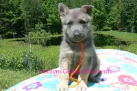 Foxy's Mr. Tangerine Coast, a male German Shepherd Dog for sale in Piedmont, MO – 3 of 6
