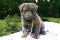 Ice Princess's Miss Honolulu Sun, a female German Shepherd Dog for sale in Piedmont, MO – 4 of 4