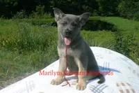 Sapphire's Mr. Cider Lane, a male German Shepherd Dog for sale in Piedmont, MO – 5 of 6