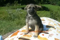 Enchantress's Mr. Mountain Lodge, a male German Shepherd Dog for sale in Piedmont, MO – 5 of 6
