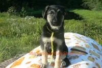 Enchantress's Miss Sunshine and Lemons, a female German Shepherd Dog for sale in Piedmont, MO – 4 of 7