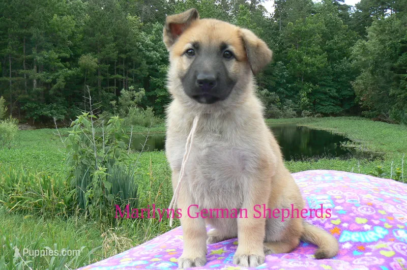 Lakeside Morning's Miss Sugar Cone Crunch – German Shepherd Dog puppy for sale in Piedmont, MO