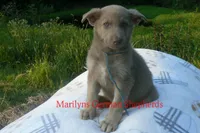Sapphire's Mr. Flannel , a male German Shepherd Dog for sale in Piedmont, MO – 2 of 6