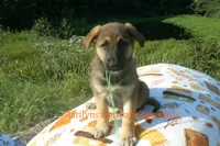 Enchantress's Mr. Honey Crisp Apple, a male German Shepherd Dog for sale in Piedmont, MO – 1 of 6