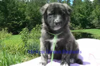 Ice Princess's Mr. Cucumber Melon, a male German Shepherd Dog for sale in Piedmont, MO – 4 of 4