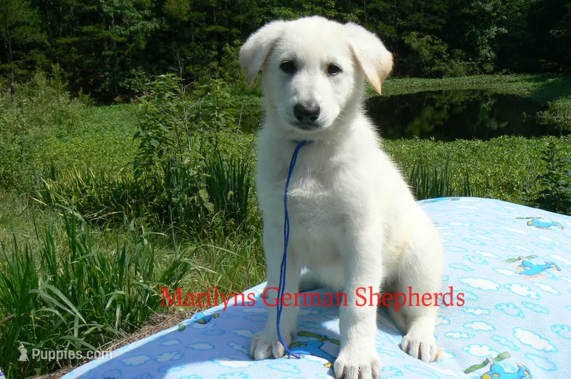 Lakeside Morning's Mr. Sea Salt Coast – German Shepherd Dog puppy for sale in Piedmont, MO