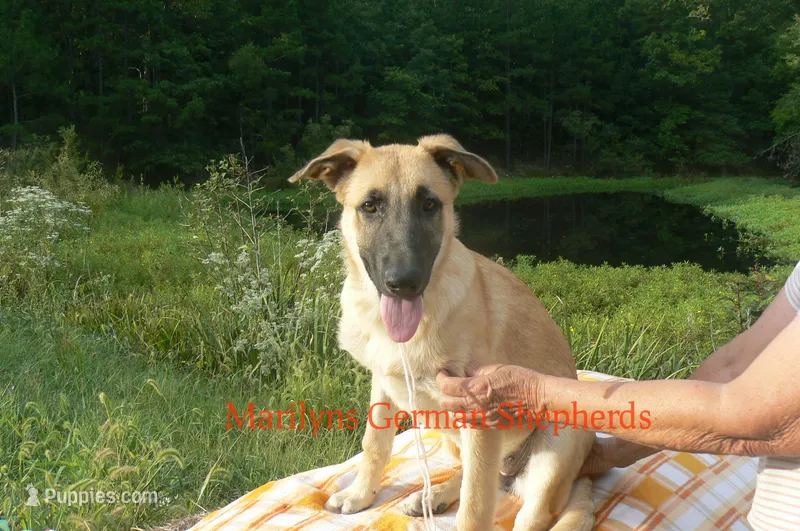 Lakeside Morning's Miss Sugar Cone Crunch – German Shepherd Dog puppy for sale in Piedmont, MO