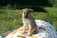 Enchantress's Mr. Fall Flannel, a male German Shepherd Dog for sale in Piedmont, MO – 5 of 6