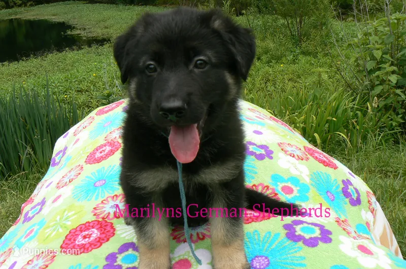 Snickerdoodle's Mr. Turquoise Waters – German Shepherd Dog puppy for sale in Piedmont, MO