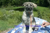 Strawberry's Miss Pumpkin Pecan Waffles, a female German Shepherd Dog for sale in Piedmont, MO – 4 of 6