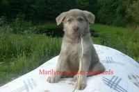 Sapphire's Miss Corn Maze Craze, a female German Shepherd Dog for sale in Piedmont, MO – 5 of 6