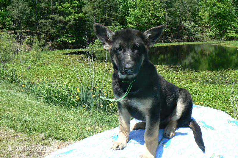 Midnight Illusions Miss Sweet Kiwi and Starfruit – German Shepherd Dog puppy for sale in Piedmont, MO