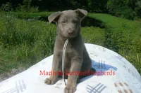 Sapphire's Mr. Midnight Marshmallow, a male German Shepherd Dog for sale in Piedmont, MO – 1 of 6