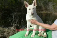 Ice Princess Miss Eskimo Kiss, a female German Shepherd Dog for sale in Piedmont, MO – Photo 5 of 6