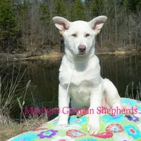 Goldie's Miss Snowflakes, a female German Shepherd Dog for sale in Piedmont, MO – Photo 6 of 6