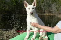 Ice Princess Miss Eskimo Kiss, a female German Shepherd Dog for sale in Piedmont, MO – Photo 1 of 6