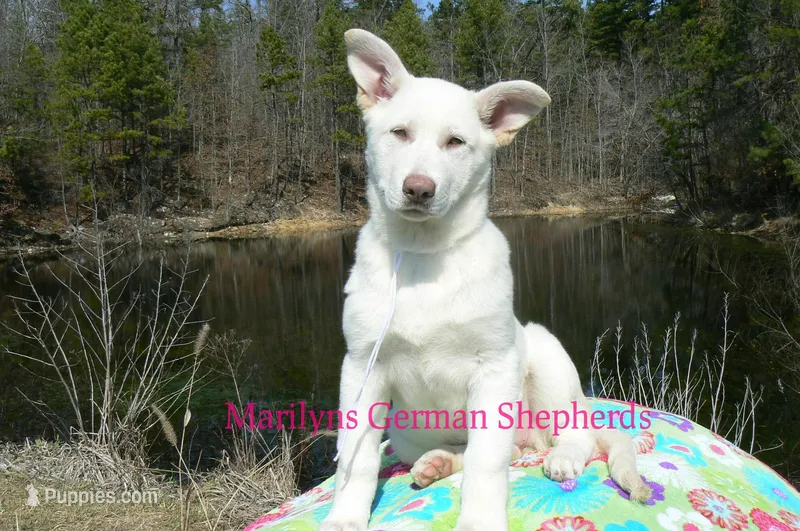 Goldie's Miss Snowflakes