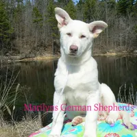 Goldie's Miss Snowflakes, a female German Shepherd Dog for sale in Piedmont, MO – Photo 1 of 6