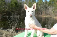 Ice Princess Miss Eskimo Kiss, a female German Shepherd Dog for sale in Piedmont, MO – Photo 4 of 6