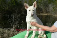 Ice Princess Miss Eskimo Kiss, a female German Shepherd Dog for sale in Piedmont, MO – Photo 6 of 6